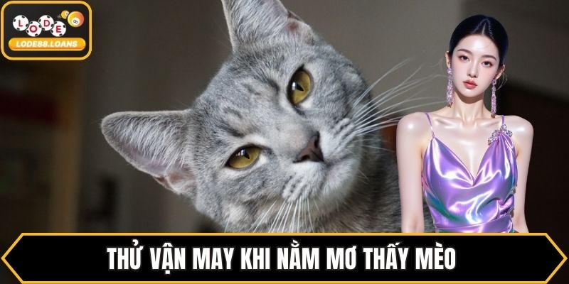 Thử vận may khi nằm mơ thấy mèo 